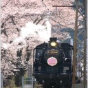 桜の見どころ！こんなところがある～！！！