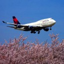 桜の見どころ！こんなところがある～！！！