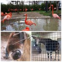 動物園