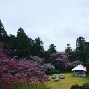 桜は醍醐  と言うけれど。。。