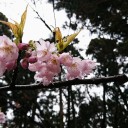桜は醍醐  と言うけれど。。。