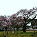 桜は醍醐  と言うけれど。。。