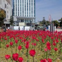 最終回の鉄華団 ～オルフェンズの涙からフリージアへ～