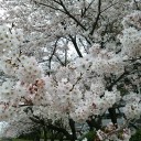 やっぱりサクラは素敵