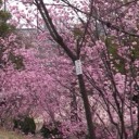 落合公園の桜　２０１７　＿動画も公開！＿