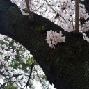お花見