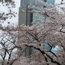 お花見