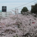 お花見