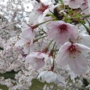 お花見