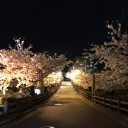 花見の話（2）