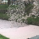 川越お花見