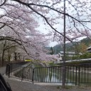 お花見　三昧　その一　山科・疎水
