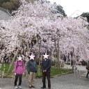 お花見　三昧　その二　　毘沙門堂