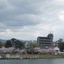 お花見　三昧　その三　　瀬田唐橋周辺