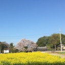 世界平和