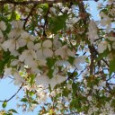 桜　舞う