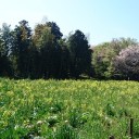 お花見