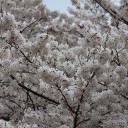 FF14_04/収穫