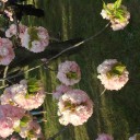 今年のさくら