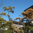 広がる青空　　若葉いっぱい