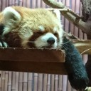 フレンズたち