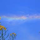 ※【環水平アーク】と【彩雲】　（違う。）／大気中の汚染物質などが凝結することによって形成され輝いて見える極成層圏雲なのでは？／煙に含まれる放射性物。／山火事まだ収まっていないよ。
