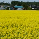 菜の花