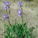 カキツバタ？！アヤメ？！それとも菖蒲？！
