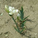 カキツバタ？！アヤメ？！それとも菖蒲？！