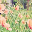 道端や畑に咲いてる草花に要注意！