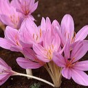 イヌサフランを食べた女性が中毒死　北海道