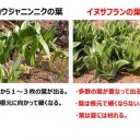 イヌサフランを食べた女性が中毒死　北海道
