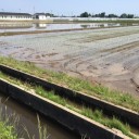 田植え6日目