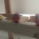 鳥カフェ