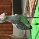 掛川花鳥園