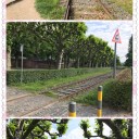 フランクフルト