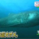 めがまうす・・・