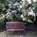 つつじ