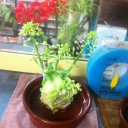 風邪気味かも