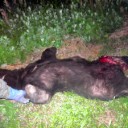 列車とクマが衝突　150キロのクマ死亡