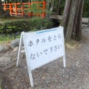６月の歩こう会　　洛北・上賀茂神社　ならの小川