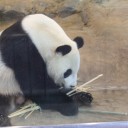 パンダ