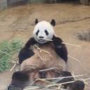 パンダ
