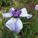夏の花たち