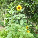 夏の花たち
