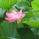 夏越しの祓え