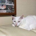 麦刈り