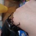 秋葉原アメプレリ