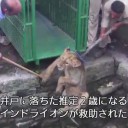 動物が人に助けられたニュース３つ