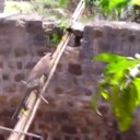 動物が人に助けられたニュース３つ